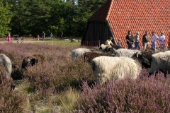 Heidschnucken